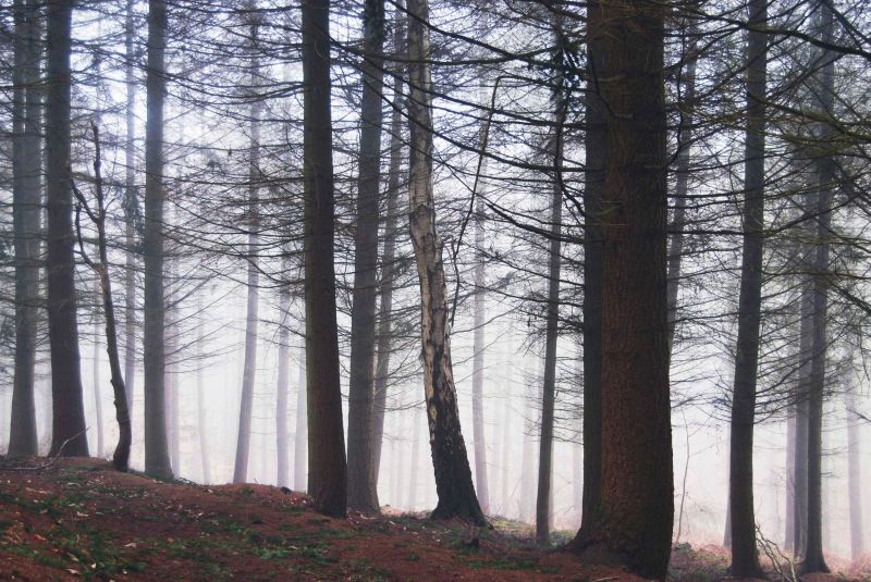 morning fog.jpg